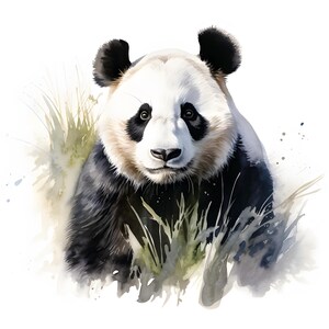May include: A watercolor painting of a black and white panda bear with a soft, fuzzy appearance. The panda is looking directly at the viewer with a gentle expression. The panda is surrounded by green grass and leaves, creating a natural and serene scene.