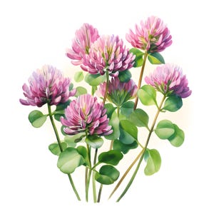 Clipart fleurs de trèfle, images de bouquet de trèfle, 10 cliparts aquarelle, fichiers JPG imprimables, téléchargement immédiat, usage commercial, créations en papier