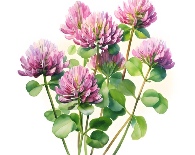 Clover Flowers Clipart, Clover Bouquet Images, 10 Watercolor Clip Art, Printable JPGs, Instant Download, Commercial Use, Paper craft