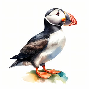 Adorables imágenes prediseñadas de frailecillos, imágenes lindas de frailecillos, 10 imágenes prediseñadas de acuarela, JPG imprimibles, descarga instantánea, uso comercial, artesanía de papel
