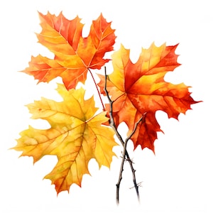 Herbstlaub Clipart, Herbstlaub Bilder, 10 Aquarell Clip Art, druckbare JPGs, Sofort Download, kommerzielle Nutzung, Papiermodell