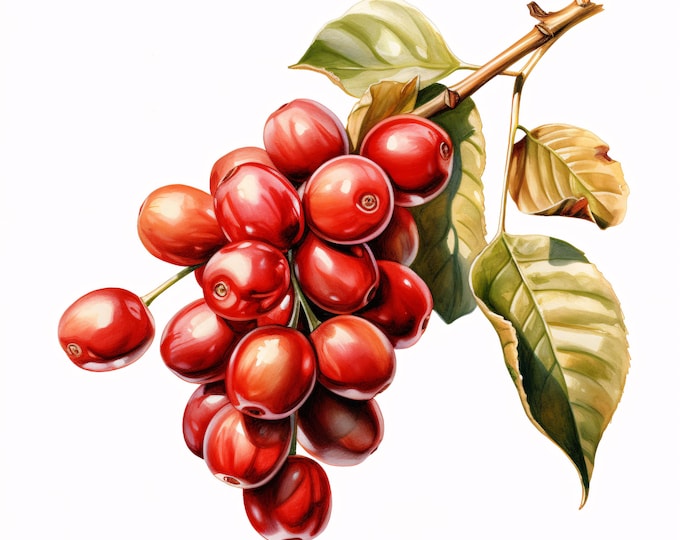 Watercolor Coffee Fruit Clipart: Coffee Bean Plant Images (JPG Instant Download, Commercial Use)