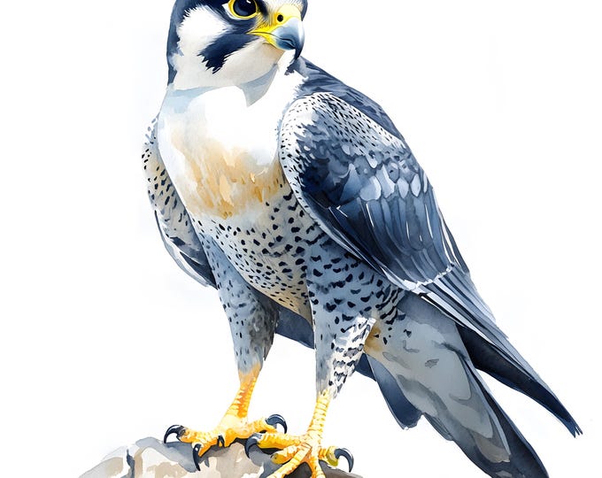 Falcon Clipart, Peregrine Falcon Images, 10 Watercolor Clip Art, Printable JPGs, Instant Download, Commercial Use, Paper craft
