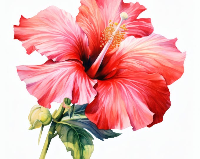 Hibiscus Clipart, Tropical Flower Images, 10 Watercolor Clip Art, Printable JPGs, Instant Download, Commercial Use, Paper craft