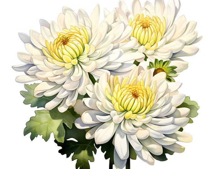 Chrysanthemum Clipart, Chrysanthemum Flowers Images, 10 Watercolor Clip Art, Printable JPGs, Instant Download, Commercial Use, Paper craft