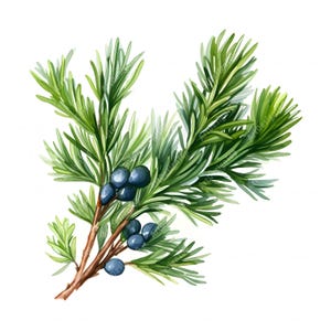 Può includere: Illustrazione ad acquerello di un ramo di ginepro con aghi verdi e bacche blu scuro. Il ramo è marrone e lo sfondo è bianco. Illustrazione botanica.