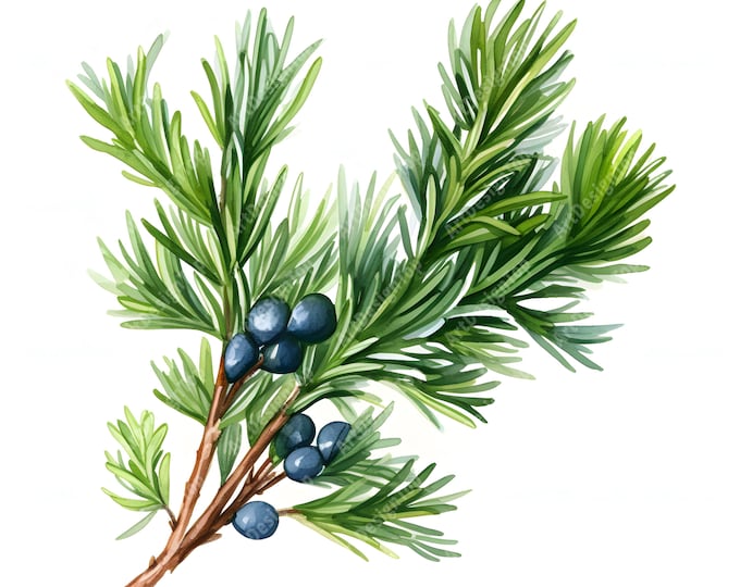 Juniper Tree Clipart, Juniper Branch Images, 10 Watercolor Clip Art, Printable JPGs, Instant Download, Commercial Use, Paper craft