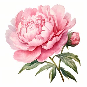 Clipart di peonie rosa, immagini di fiori estivi, 10 clipart ad acquerello, JPG stampabili, download istantaneo, uso commerciale, creazione di carta