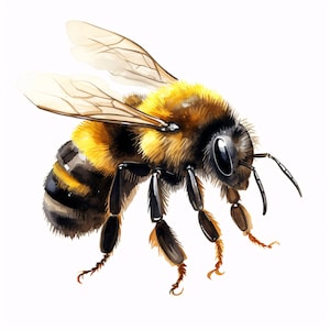 May include: A watercolor painting of a bee with yellow and black stripes, brown fuzzy thorax, and black legs. The bee is in flight with its wings spread out.