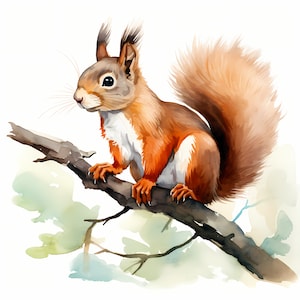 Clipart écureuil, écureuil sur branche, 10 images clipart aquarelle, fichiers JPG imprimables, téléchargement immédiat, usage commercial, créations en papier