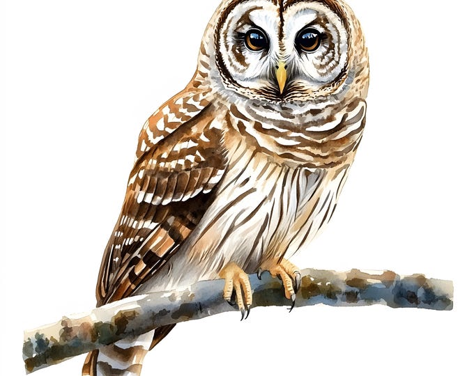 Barred Owl Clipart, Barn Owl Images, 10 Watercolor Clip Art, Printable JPGs, Instant Download, Commercial Use, Paper craft
