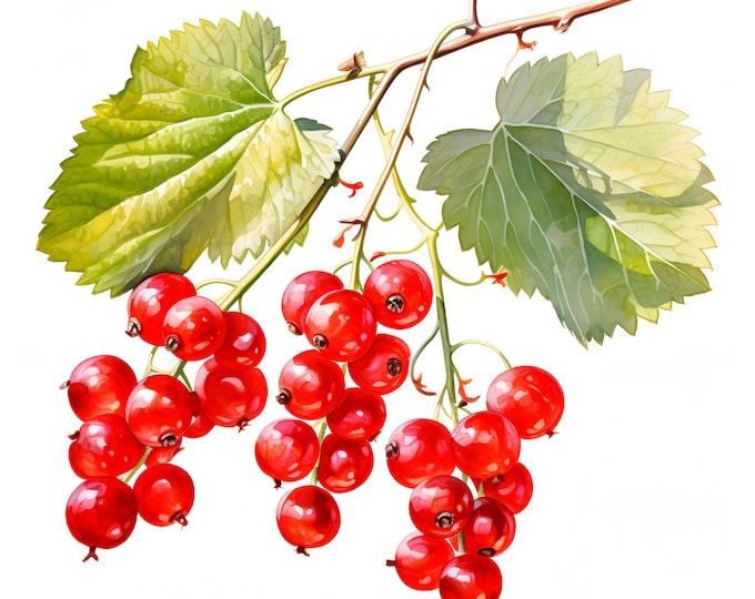 Redcurrant Clipart, Red Currant Images, 10 Watercolor Clip Art, Printable JPGs, Instant Download, Commercial Use, Paper craft