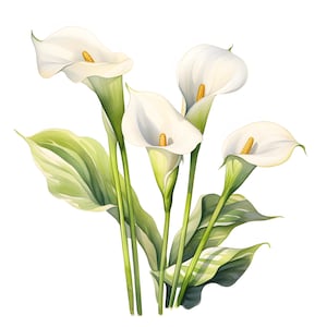 Clipart lys calla, images bouquet de lys calla, 10 images clipart aquarelle, fichiers JPG imprimables, téléchargement immédiat, usage commercial, créations en papier