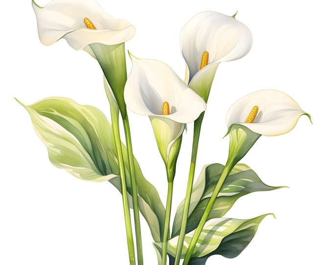 Calla Lillies Clipart, Calla Lily Bouquet Images, 10 Watercolor Clip Art, Printable JPGs, Instant Download, Commercial Use, Paper craft