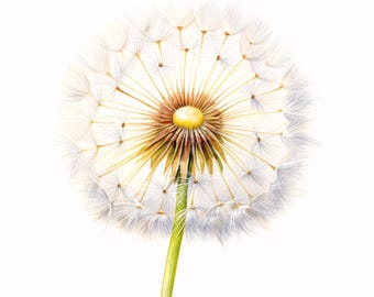 Watercolor Dandelion Clipart: Wildflower Art, Commercial Use JPGs (Instant Download