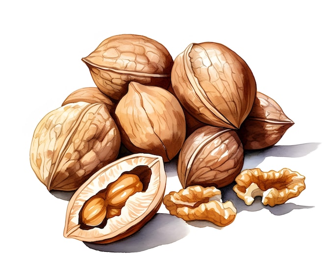 Nuts Clipart, Mixed Nuts Images, 10 Watercolor Clip Art, Printable JPGs, Instant Download, Commercial Use, Paper craft