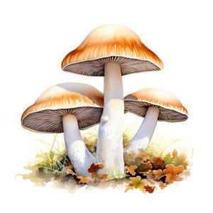 Paddestoelen clipart, bospaddestoelen afbeeldingen, 10 aquarel illustraties, afdrukbare JPG's, Instant Download, Commercieel gebruik, Papercraft