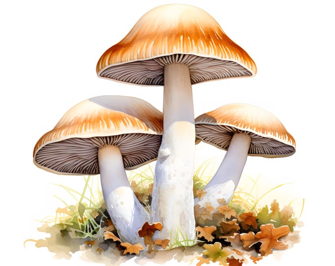 Mushrooms Clipart, Forest Mushrooms Images, 10 Watercolor Clip Art, Printable JPGs, Instant Download, Commercial Use, Paper craft