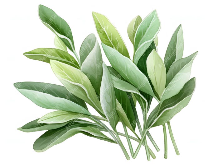Sage Leaves Clipart, Sage Branches Images, 10 Watercolor Clip Art, Printable JPGs, Instant Download, Commercial Use, Paper craft