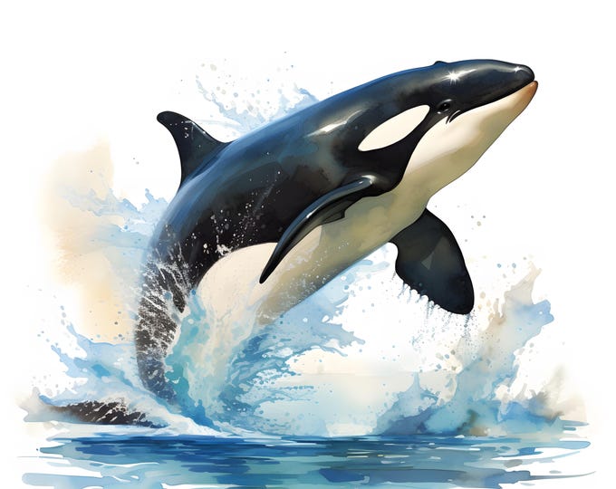 Killer Whale Clipart, Orca Images, 10 Watercolor Clip Art, Printable JPGs, Instant Download, Commercial Use, Paper craft