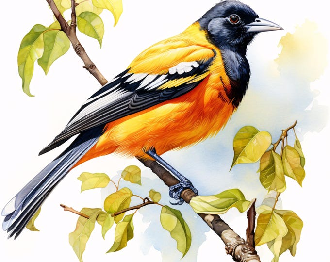 Baltimore Oriole Watercolor Clipart: 10 Printable Bird JPGs (Commercial Use, Instant Download)