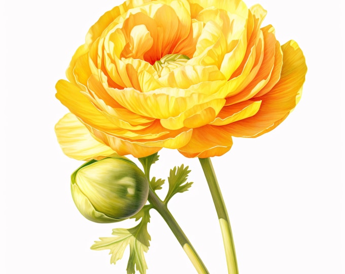Watercolor Buttercup Clipart: 10 Persian Flower JPGs (Commercial Use, Instant Download)