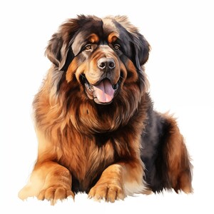 Tibetan Mastiff Clipart, Mastiff Dog Images, 10 Watercolor Clip Art ...