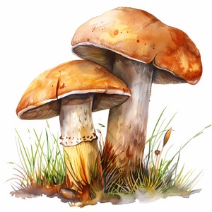 Clipart di funghi, Immagini di funghi, 10 clipart ad acquerello, JPG stampabili, Download istantaneo, Uso commerciale, Mestiere di carta