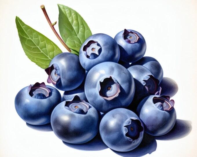 Blueberry Clipart, Blue Fruit Images, 10 Watercolor Clip Art, Printable JPGs, Instant Download, Commercial Use, Paper craft