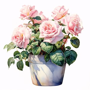 Puede incluir: Acuarela de un rosal en maceta. Las rosas son de un rosa suave con múltiples pétalos, y las hojas son de un verde intenso. La maceta es un cubo de metal azul grisáceo claro, sobre un fondo blanco.