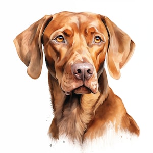 Hungarian Vizsla Clipart, Vizsla Dog Images, 10 Watercolor Clip Art, Printable JPGs, Instant Download, Commercial Use, Paper craft