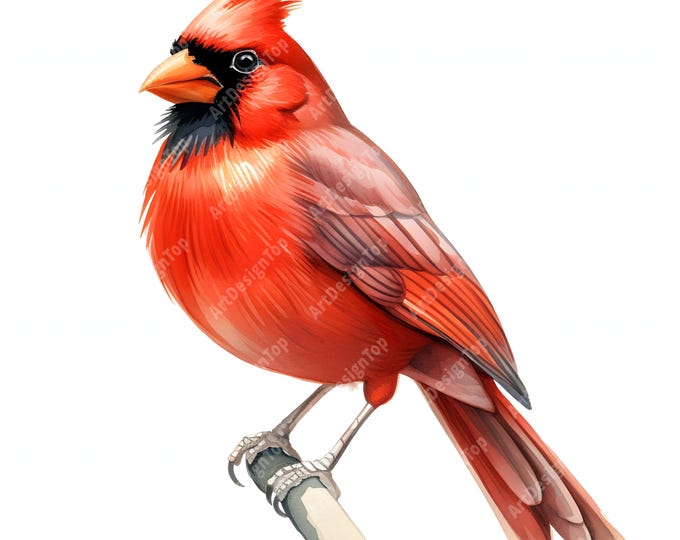 Red Cardinal Clipart, Cardinal Images, 10 Watercolor Clip Art, Printable JPGs, Instant Download, Commercial Use, Paper craft
