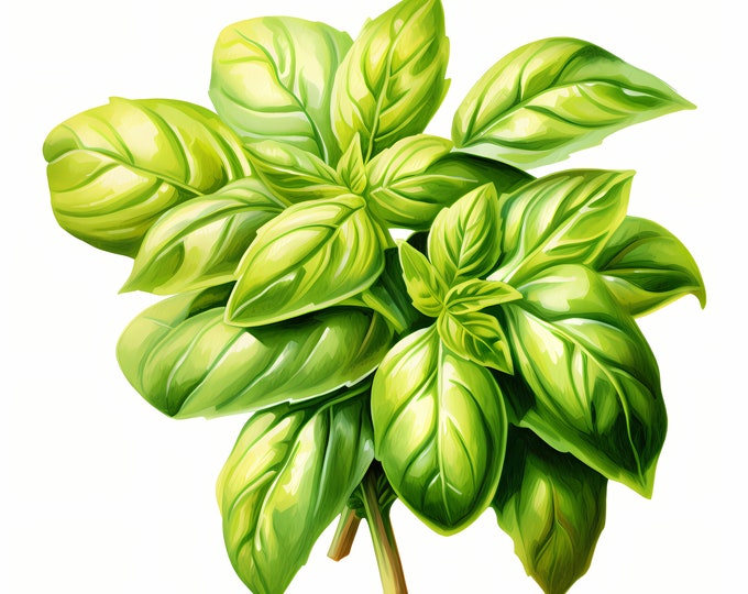 Basil Clipart, Culinary Basil Images, 10 Watercolor Clip Art, Printable JPGs, Instant Download, Commercial Use, Paper craft