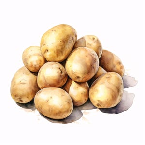 May include: A watercolour illustration of a pile of fresh, unpeeled potatoes. The potatoes are various sizes and shapes, with light brown skin and a few small blemishes. The image is set against a white background.