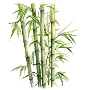 Clipart di bambù, Immagini di bastoncini di bambù, 10 clipart ad acquerello, JPG stampabili, Download immediato, Uso commerciale, Artigianato di carta