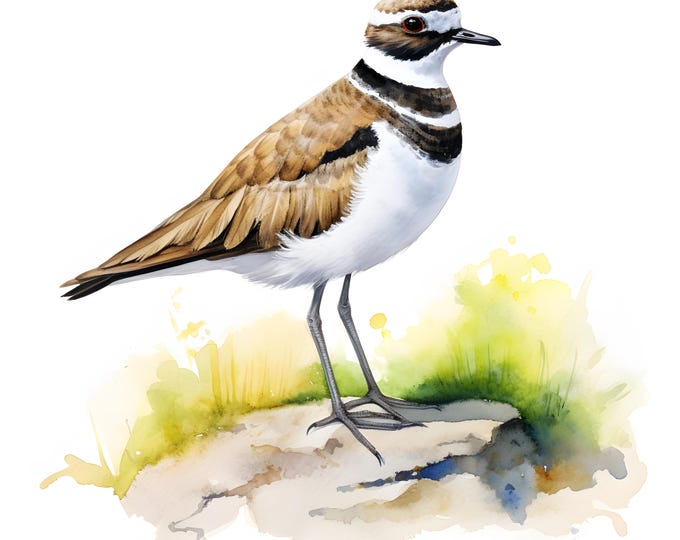 Killdeer Clipart, Killdeer Bird Images, 10 Watercolor Clip Art, Printable JPGs, Instant Download, Commercial Use, Paper craft
