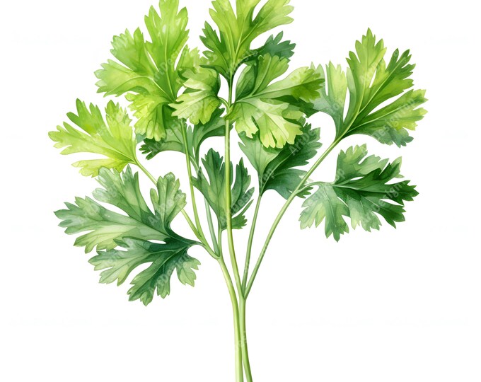 Parsley Clipart, Green Parsley Images, 10 Watercolor Clip Art, Printable JPGs, Instant Download, Commercial Use, Paper craft