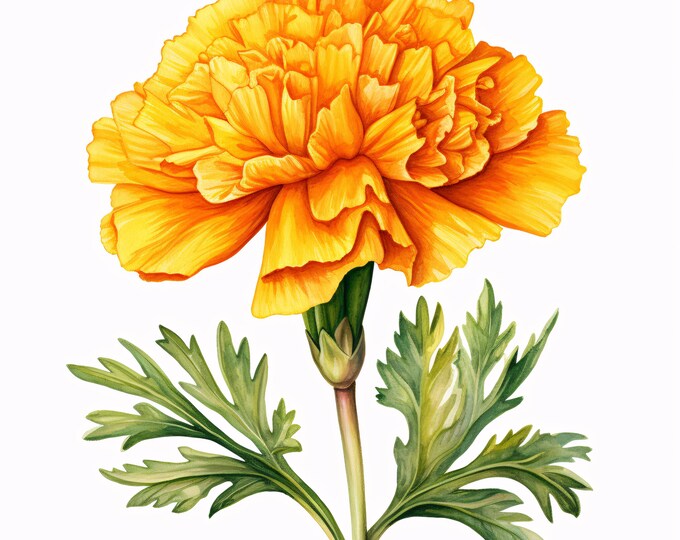 Watercolor Marigold Clipart: Orange Flower Illustrations (JPG Instant Download, Commercial Use)