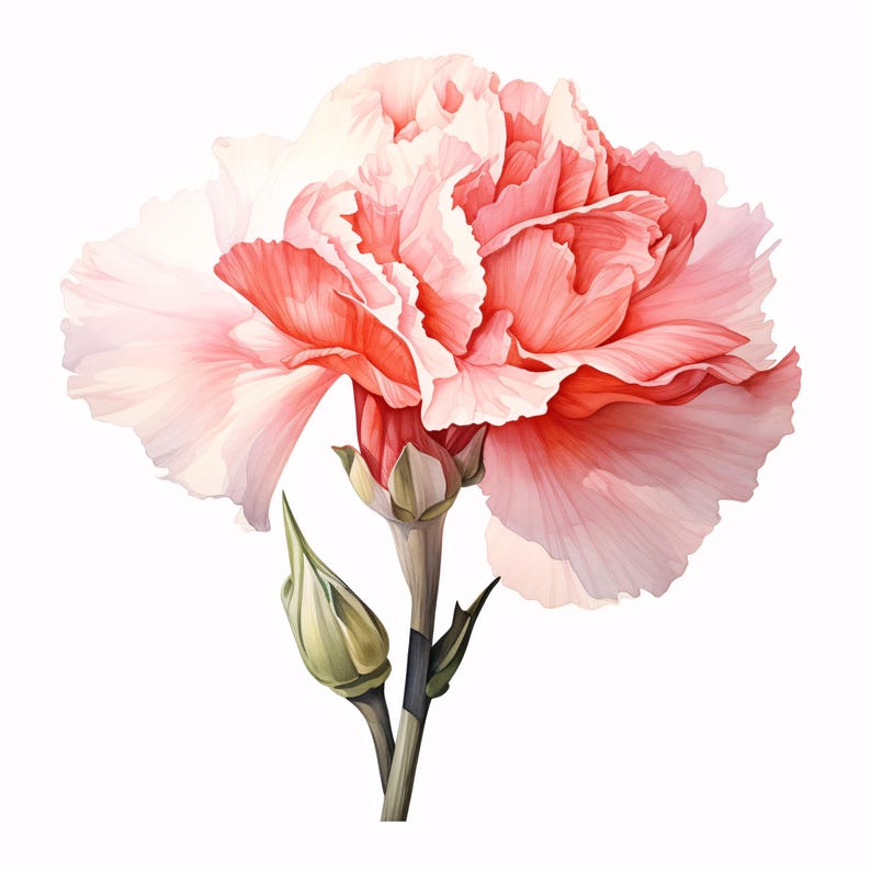 Carnation Clipart, Pink Flower Images, 10 Watercolor Clip Art ...