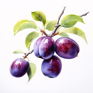 Puede incluir: Pintura a la acuarela de una rama de ciruelo con cuatro ciruelas maduras. Las ciruelas son de color púrpura intenso con reflejos brillantes, y las hojas son de un verde vibrante. La rama es marrón y el fondo es blanco.
