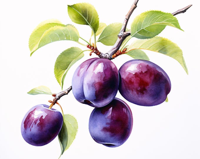 Watercolor Plum Clipart: Summer Fruit Images for Commercial Use (JPGs, Instant Download)