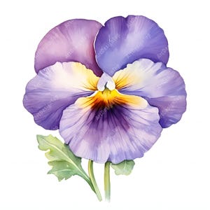 Stiefmütterchen Clipart, Stiefmütterchen Blumen Bilder, 10 Aquarell Clip Art, druckbare JPGs, Sofort Download, kommerzielle Nutzung, Papiermodell