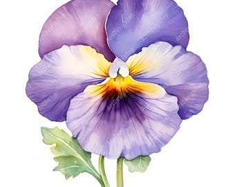 Watercolor Pansy Clipart: Floral Images for Commercial Use (JPG, Digital Download)