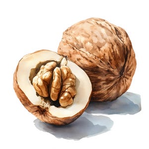 Watercolor Walnut Clipart: Printable Nut Images (JPGs, Commercial Use)