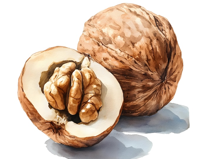 Nuts Clipart, Walnut Images, 10 Watercolor Clip Art, Printable JPGs, Instant Download, Commercial Use, Paper craft