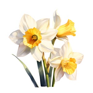Clipart Narcisse, Images de fleurs le mois de naissance, 10 images clipart aquarelle, fichiers JPG imprimables, téléchargement immédiat, usage commercial, créations en papier