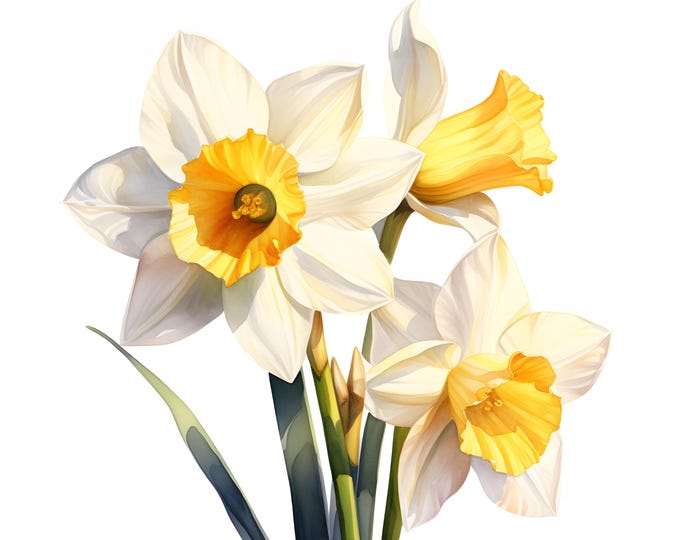 Narcissus Clipart, Birth Month Flowers Images, 10 Watercolor Clip Art, Printable JPGs, Instant Download, Commercial Use, Paper craft