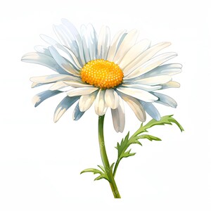 May include: A single white daisy with a yellow center and green leaves. The flower is in bloom and has a delicate, watercolor-like appearance.