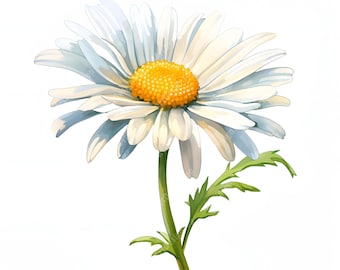 Aquarell Kamille Blume Clipart: druckbare Gänseblümchen Bilder (JPG Sofort-Download, kommerzielle Nutzung)