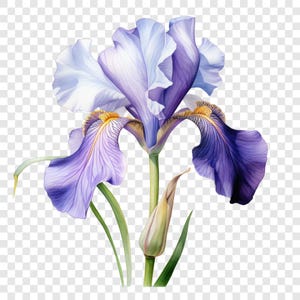 May include: A detailed illustration of a single iris flower featuring large, ruffled petals in shades of light and deep purple. The centre of the flower displays vibrant yellow accents with delicate veining, supported by a green stem and a closed bud.